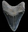 Serrated, Fossil Megalodon Tooth - Georgia #74656-2